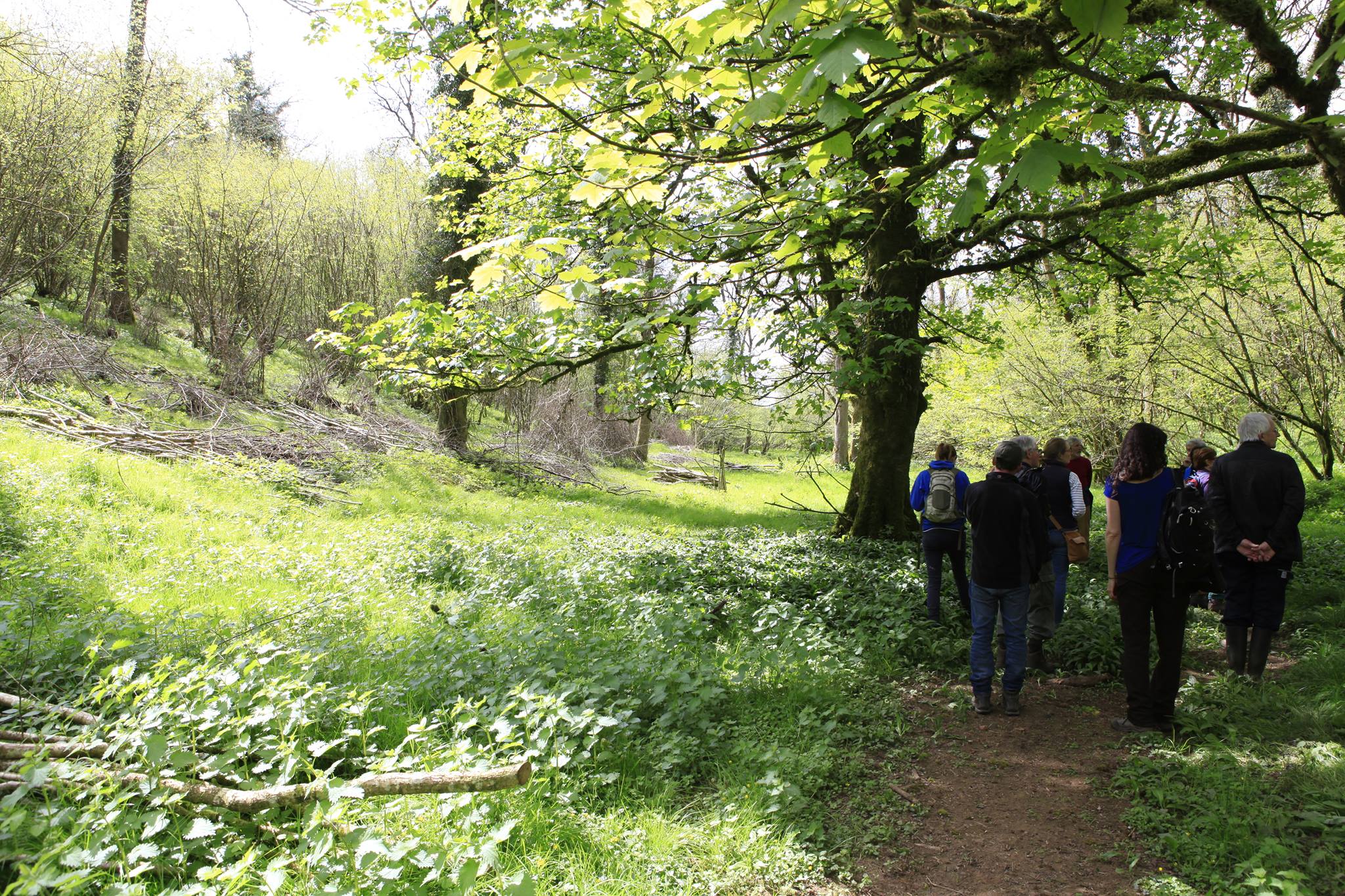 Wildlife and Wonder at Asham Wood - Discover Frome