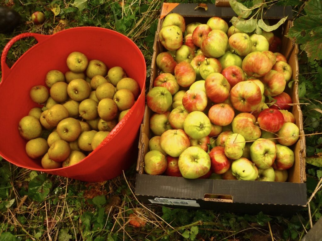 Apple Day