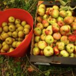 Apple Day